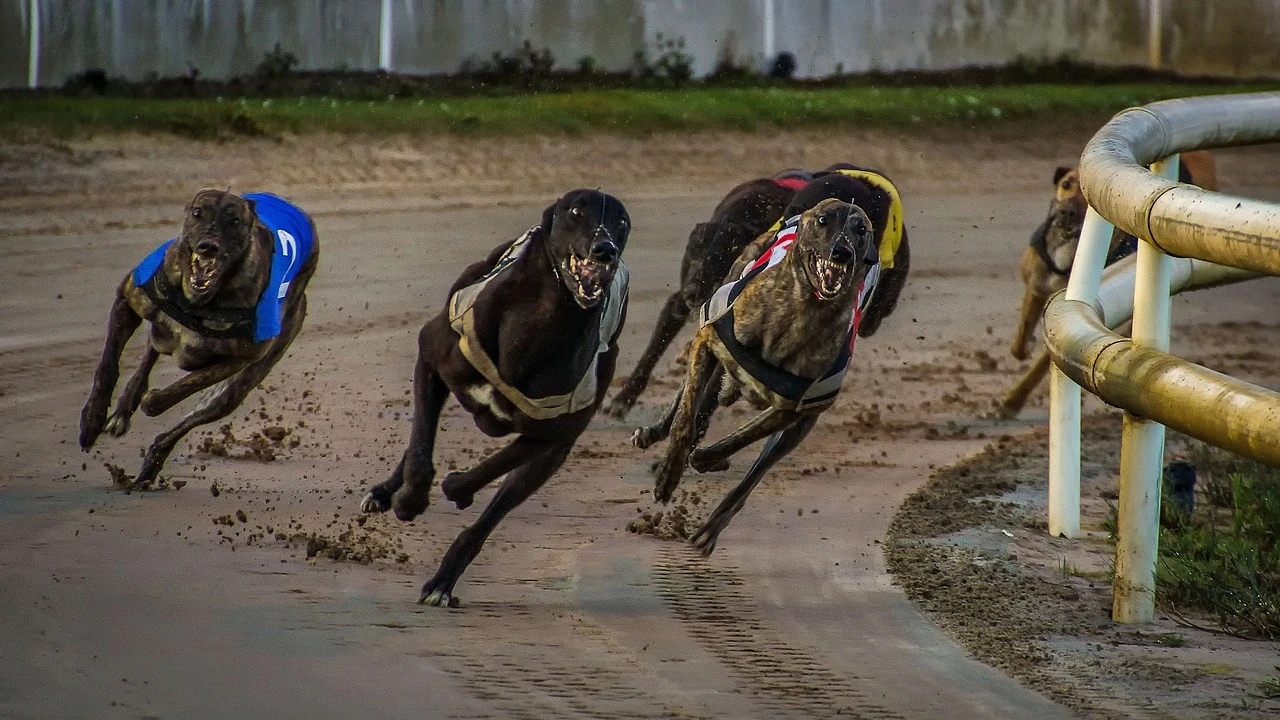 Greyhound racing New Zealand